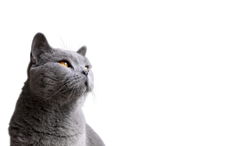 Для кошек