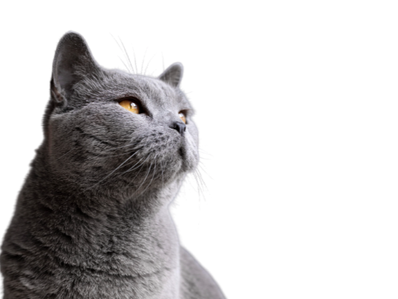 Для кошек