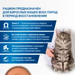 Изображение товара Диетический корм Monge VetSolution Cat Recovery Рекавери для кошек при восстановлении питания в период выздоровления 100 г